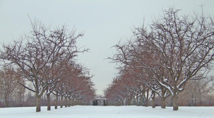filari di alberi