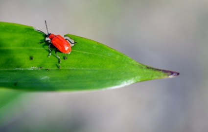 bọ cánh cứng gỉ đỏ bột