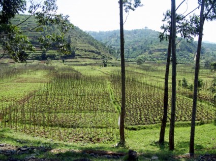 arroz de paisagem de Ruanda