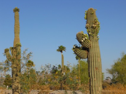 Saguaro-Kaktus-Arizona-grün