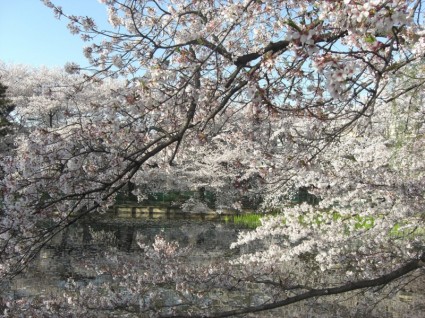 櫻花和池塘