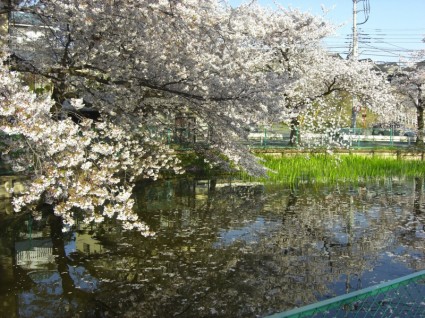 Sakura dan kolam