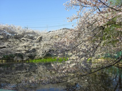 Sakura Jepang