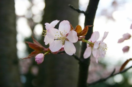 Sakura Japon printemps