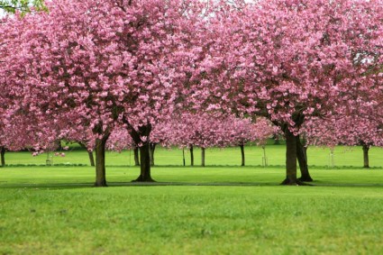 Sakura Bäume