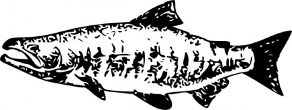 salmão de clip-art