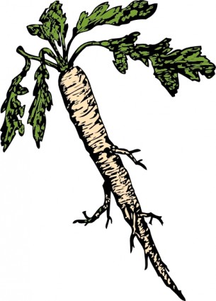 raíz de plantas de alimentos salsifí clip art