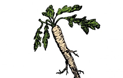 des racines de plantes comestibles salsifis clipart