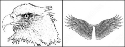从手绘的翅膀老鹰和头骨矢量和 photoshop 画笔的示例文件