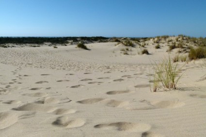 tracce di sabbia mare erba