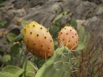 Sardinia berduri pir kaktus