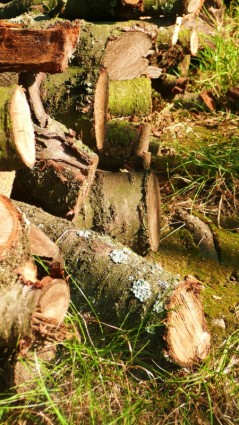 Schnittholz-Besäumtes Holz