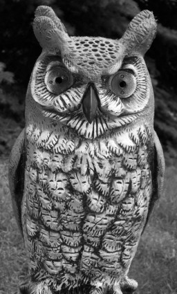 menakut-nakuti owl