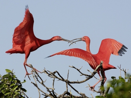 猩紅色鷺壁紙鳥類動物