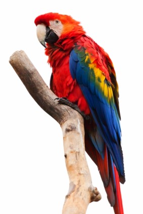 Scarlet macaw terisolasi