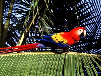 猩紅色的金剛鸚鵡熱帶鱸魚壁紙鸚鵡動物