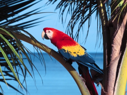 猩红色的金刚鹦鹉壁纸鹦鹉动物