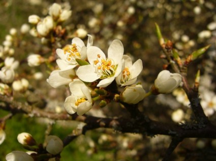 primavera de flor Schlehe