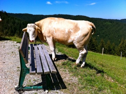 Schliersee Mountains Bank Cow