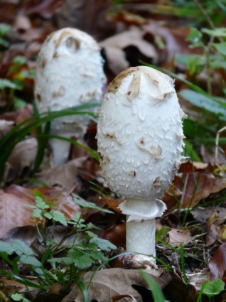 грибы SCHOPF Навозник белый