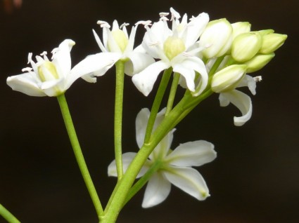 Scilla-Blumen-Frühling