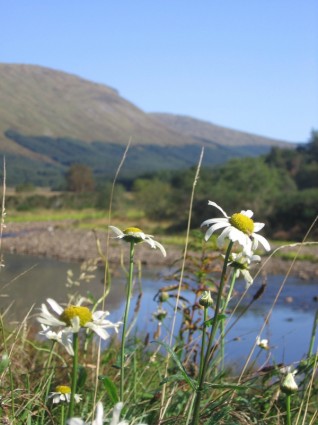 スコットランドのヒナギクの花