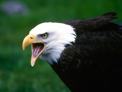 Screaming eagle papel de parede aves animais