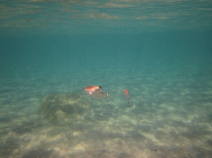 peces de mar bajo el agua