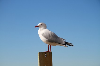 Sea gull Selandia Baru langit