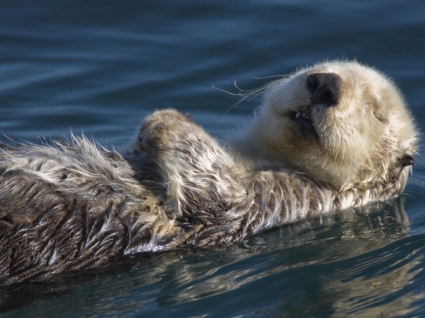 morze wydry tapety inne zwierzęta