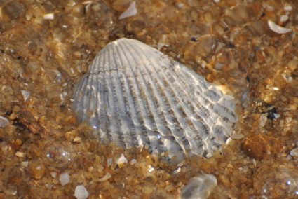 海贝壳贝壳