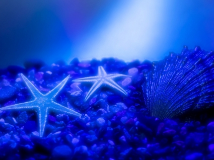 estrellas de mar wallpaper otra naturaleza