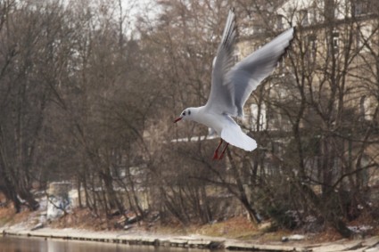natureza do pássaro gaivota