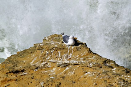 海鸥鸟岩