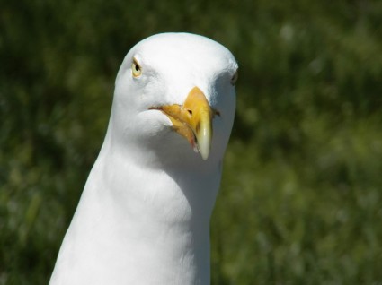 Seagull menutup