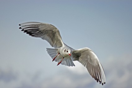 natureza do Lago balaton gaivota