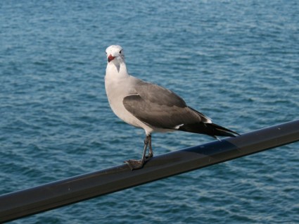 海鸥栖息在码头栏杆上