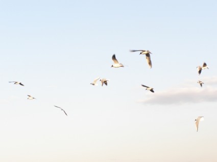 Seagulls Flying Spring