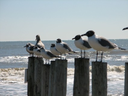 burung-burung camar di atas posting