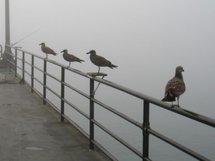 burung-burung camar yang menunggu kabut untuk mengangkat