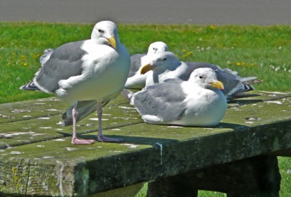 aves aquáticas de gaivotas