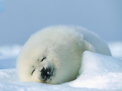Seal Cub Wallpaper Baby Animals Animals