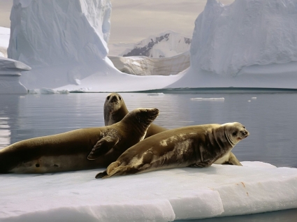 Seals Wallpaper Other Animals