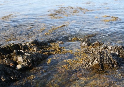 すべての上の海藻