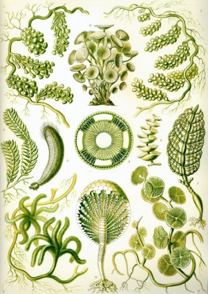 海藻绿色的海藻 chlorophyceae