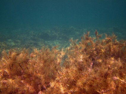 海藻在海中