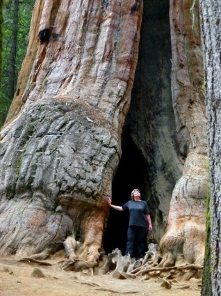atração de turística de natureza de árvore sequóia
