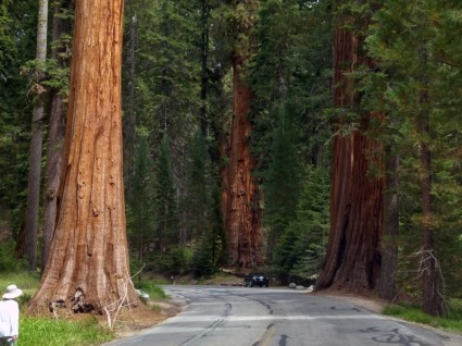 Sequoia árboles mammutbaum california
