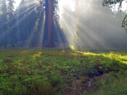 Sequoia arbres séquoia en Californie