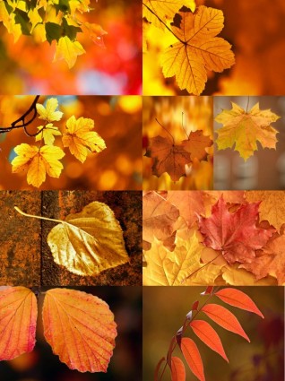 szereg pięknych jesiennych liści hd Zdjęcia